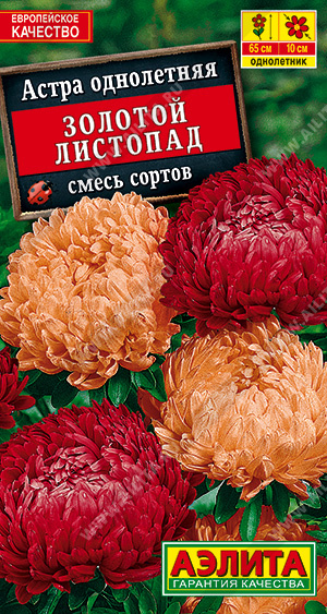 Астра - Золотой листопад (аэлита)