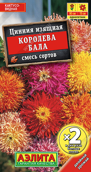 Цинния - Королева бала (аэлита)