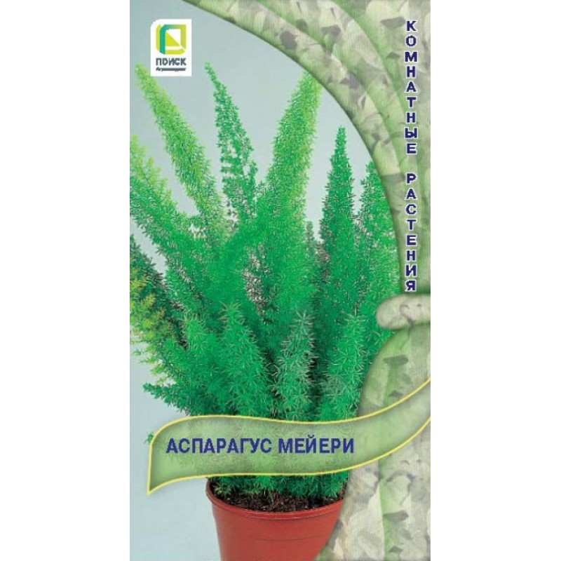 Цв.Аспарагус Мейери  (Поиск) 3шт