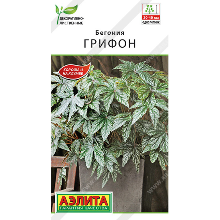 Бегония Грифон Семена Купить