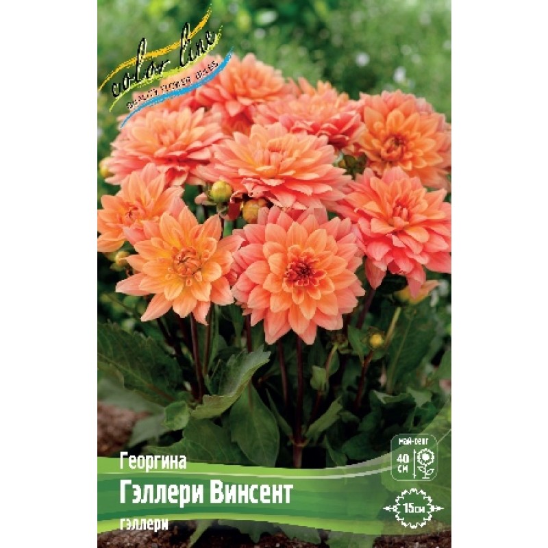 Георгин Гэллери Винсент (ИС)