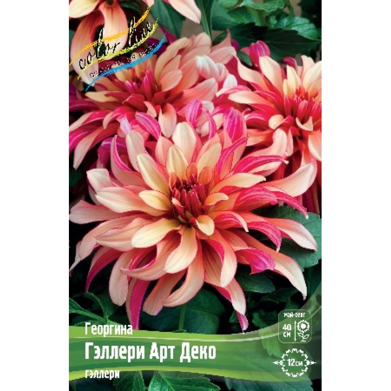 Георгин Гэллери Арт Деко (ИС)