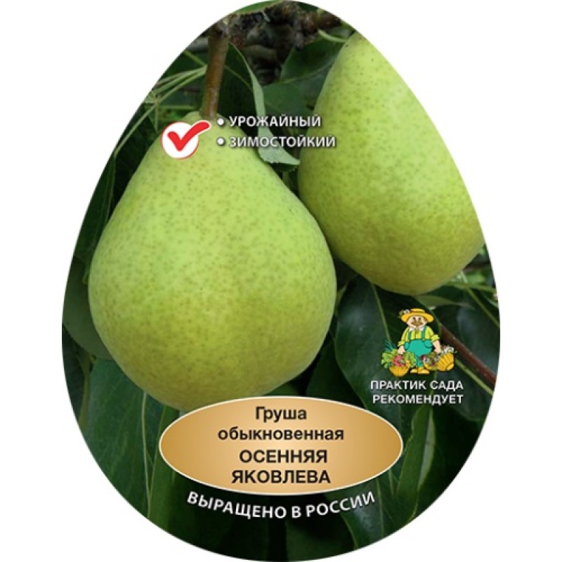 Груша Осенняя Яковлева (Поиск) этикетка
