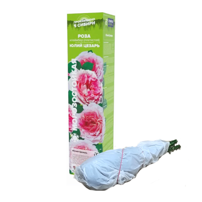 Роза Юлий Цезарь (Сем.Алтая)