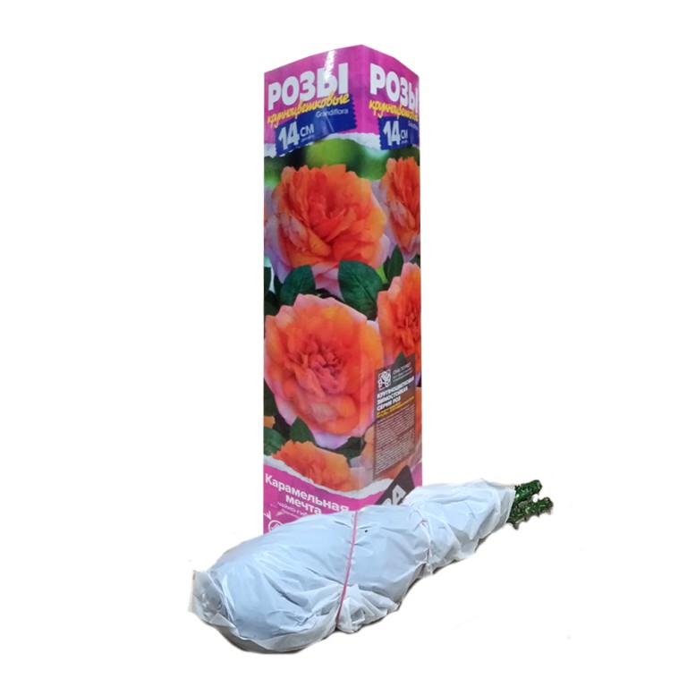 Роза Карамельная мечта (Сем.Алтая)