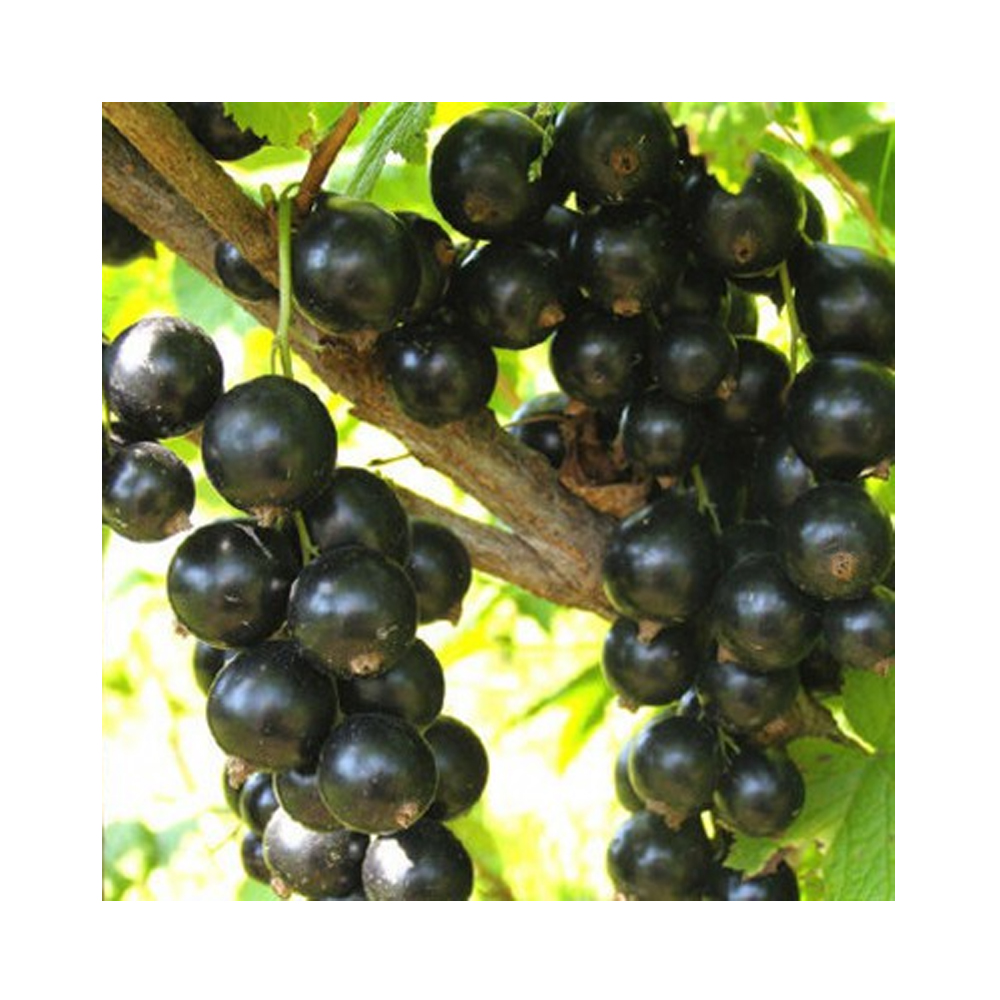 Смородина Ленинградский Великан (Поиск) черная