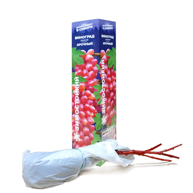 Виноград Арочный (Сем.Алтая)