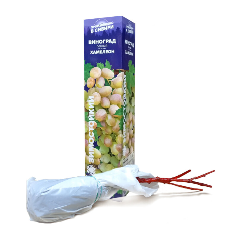 Виноград Хамелеон (Сем.Алтая)