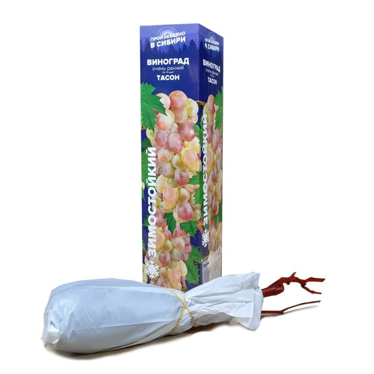 Виноград Тасон (Сем.Алтая)