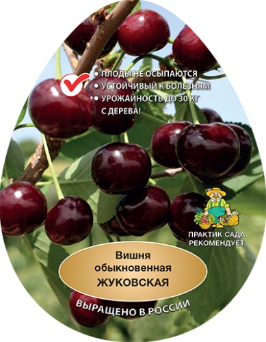 Вишня жуковская эт