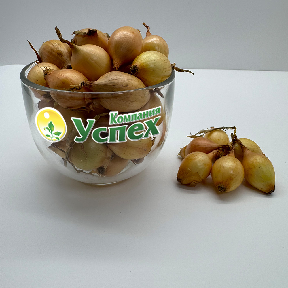 Золотистый Семко 21-24