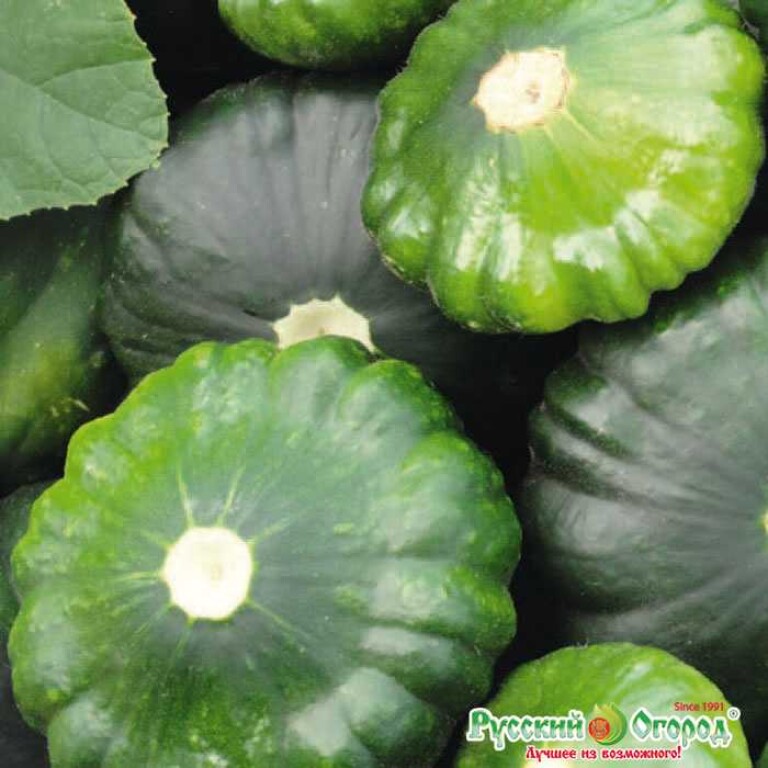 Патиссон Шартрез F1(НК)