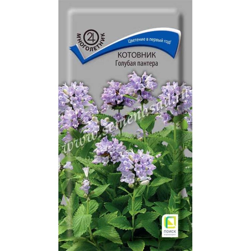 Цв.Котовник Голубая пантера (Поиск) 10шт