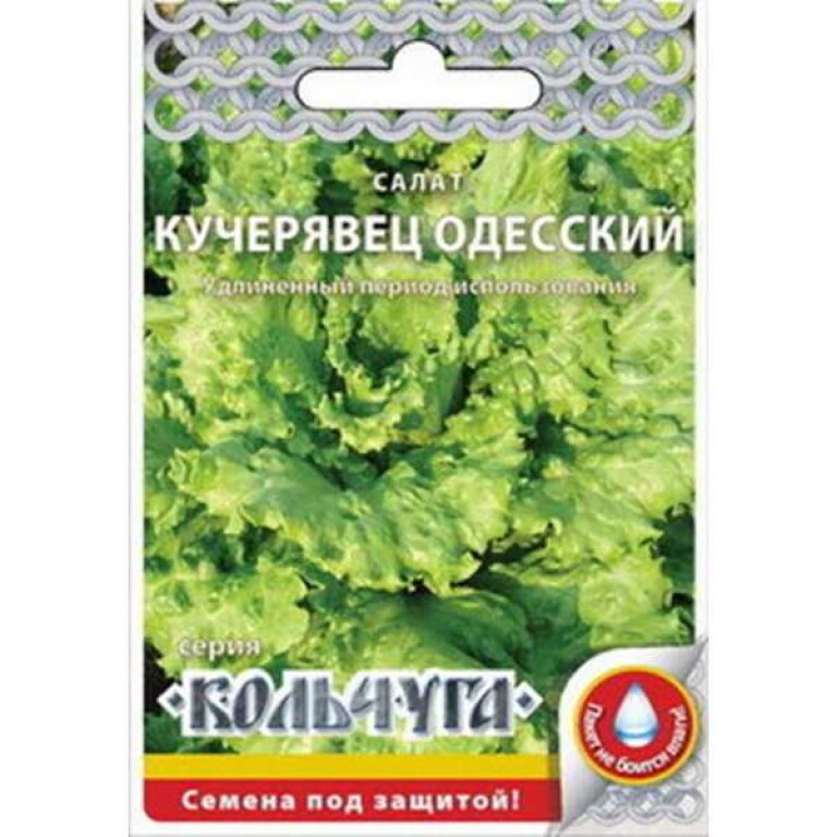 Салат Кучерявец Одесский (Кольчуга) 1г