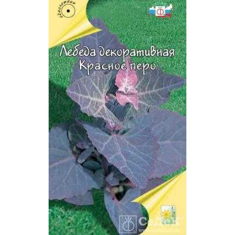 Семена Лебеды Купить