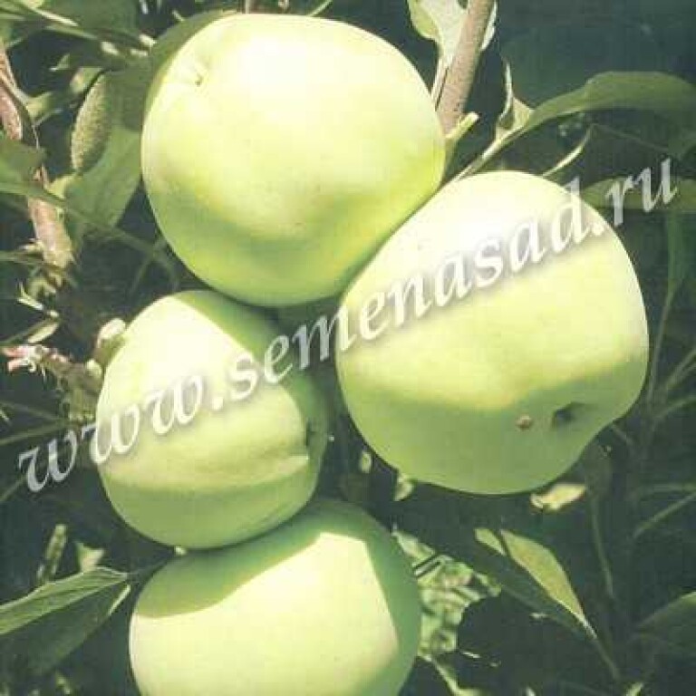 Яблоня Медок (Поиск) колонновидная коробка