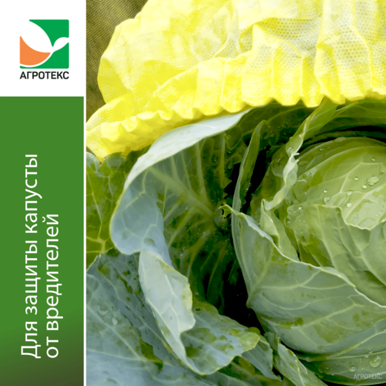 Шапочка для капусты 5шт (ГЕКСА) /90