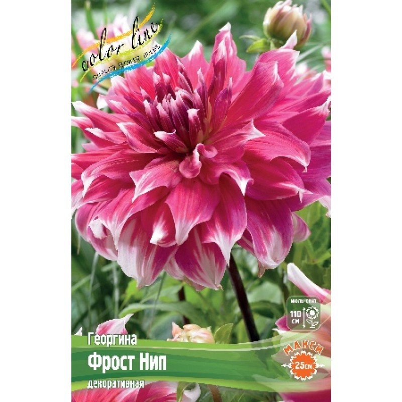 Георгин Фрост Нип (ИС)