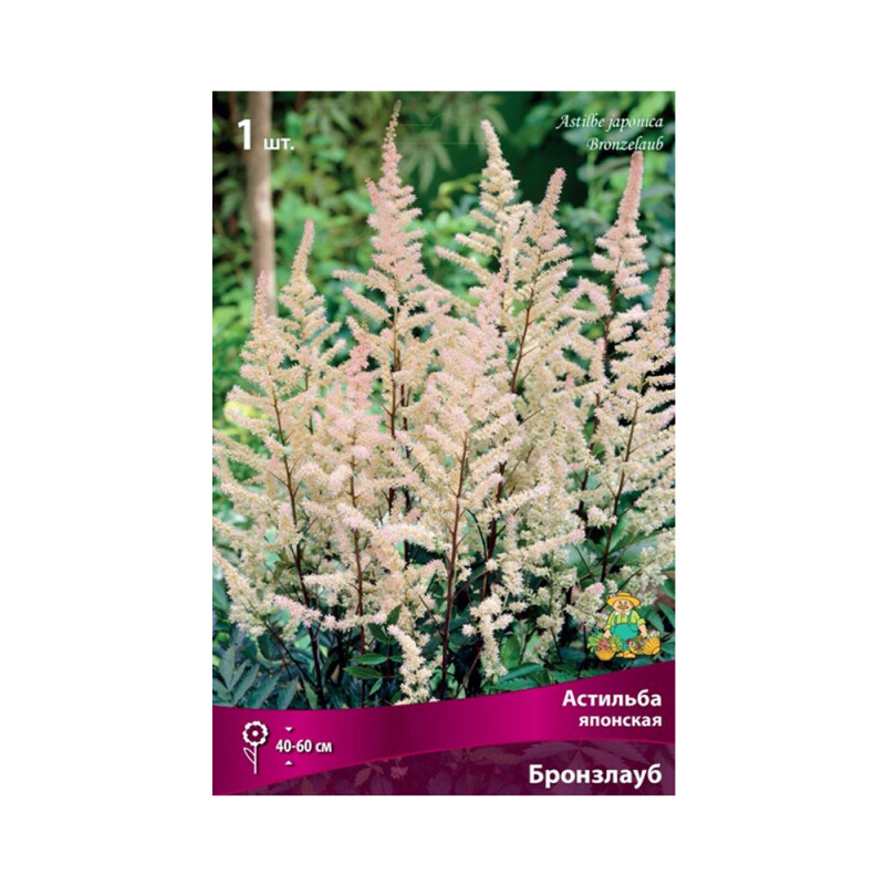 Астильба Бронзлауб (Поиск)
