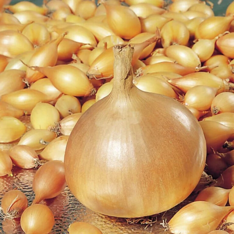 Лук севок Золотистый Семко F1 14/21 (Голландия) ~20кг (Broer)