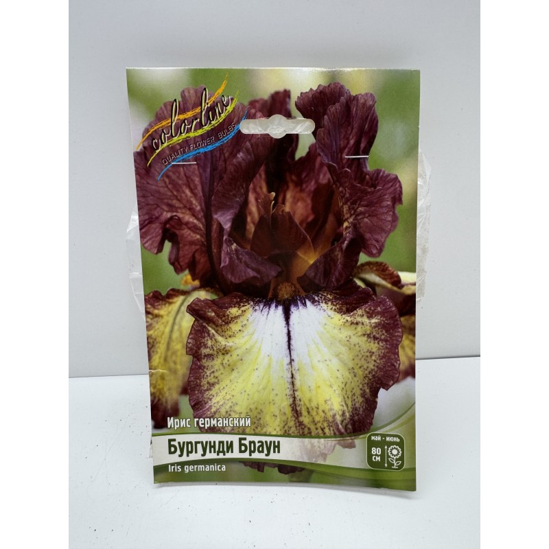 Ирис Бургунди Браун ИС)  Германский