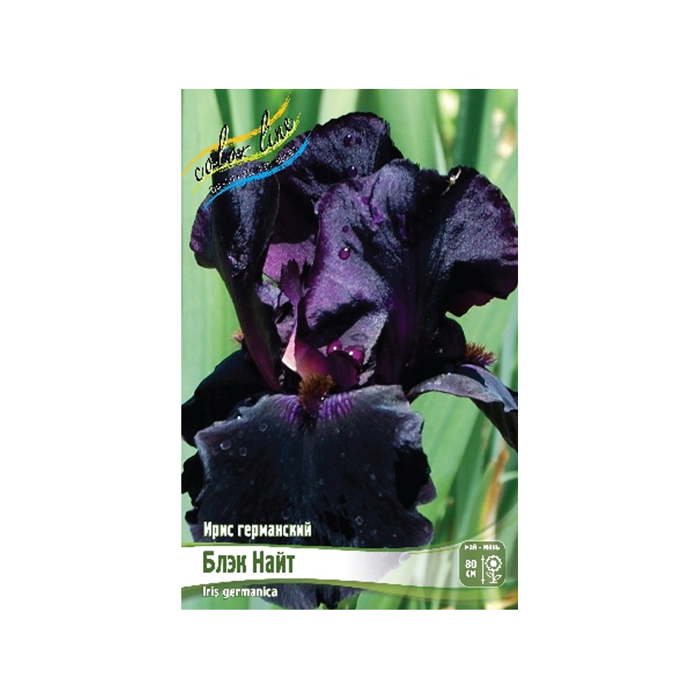 Ирис Блэк Найт (ИС) Германский