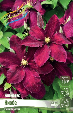 НИОБЕ38f65475401c63f8