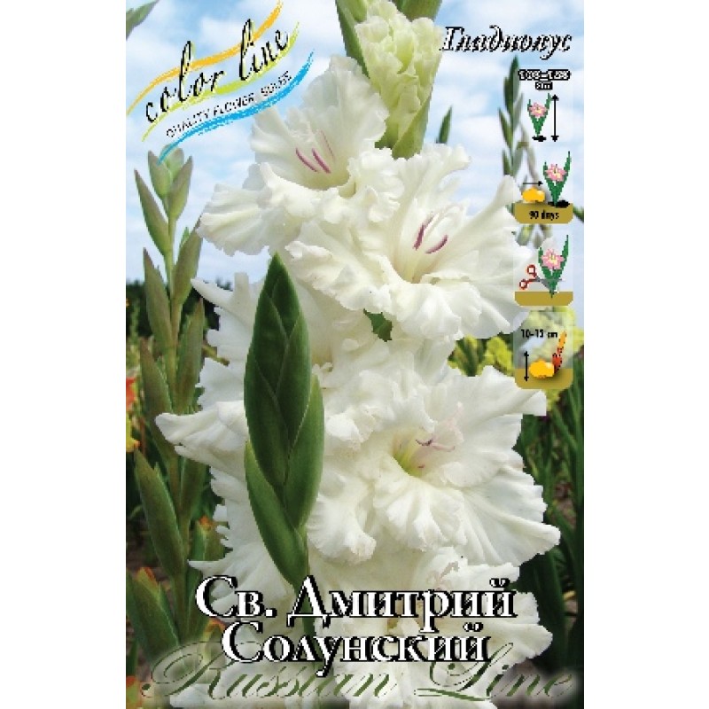 Гладиолус Св.Дмитрий Солунский (ИС) 8