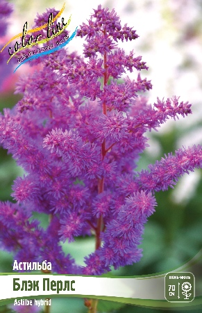 33cwzeca005goysxepo2nfs5xelscc6l