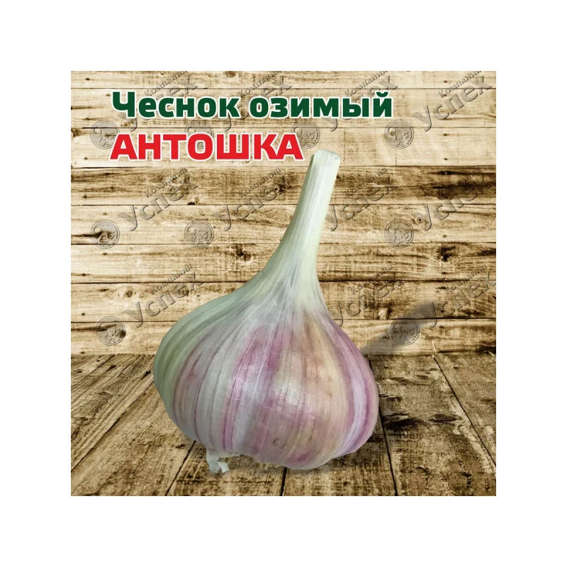 Чеснок озимый Антошка 40-50 (Россия) 10