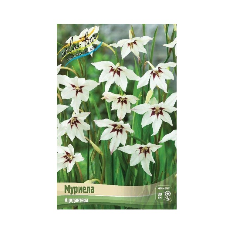 Ацидантера Муриела (ИС) 10