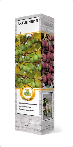Актинидия гибридная Сладкий