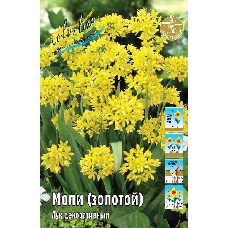 Лук Молли Фото