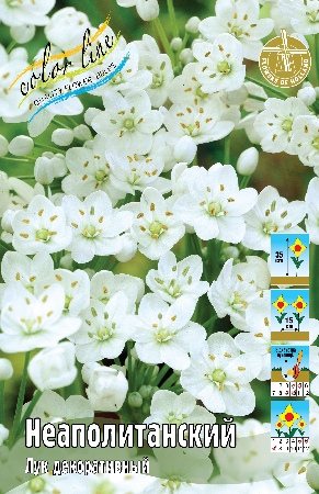 Аллиум неаполианский