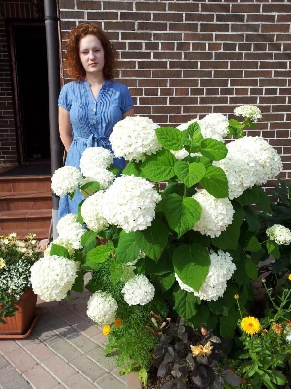 Аннабелле P9