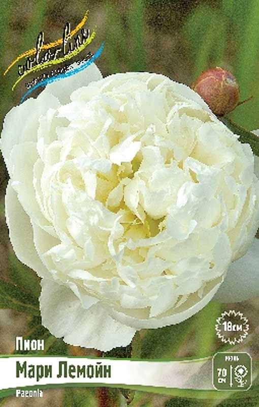 axu718z8v0rk39t42ctoqkwfl780b90s