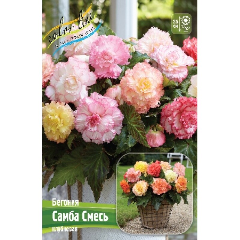 Бегония Самба смесь (ИС) 3