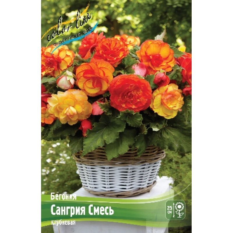 Бегония Сангрия смесь (ИС) 3