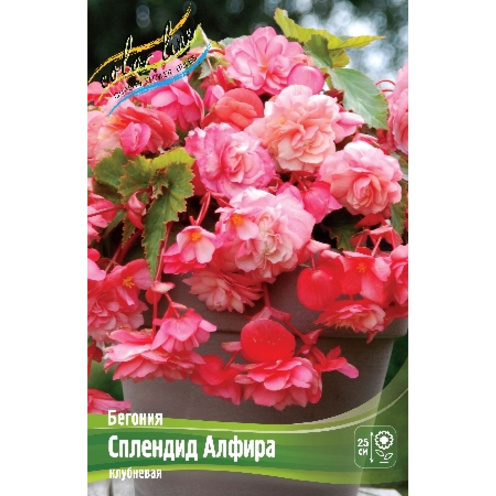 Бегония портофино санрайз