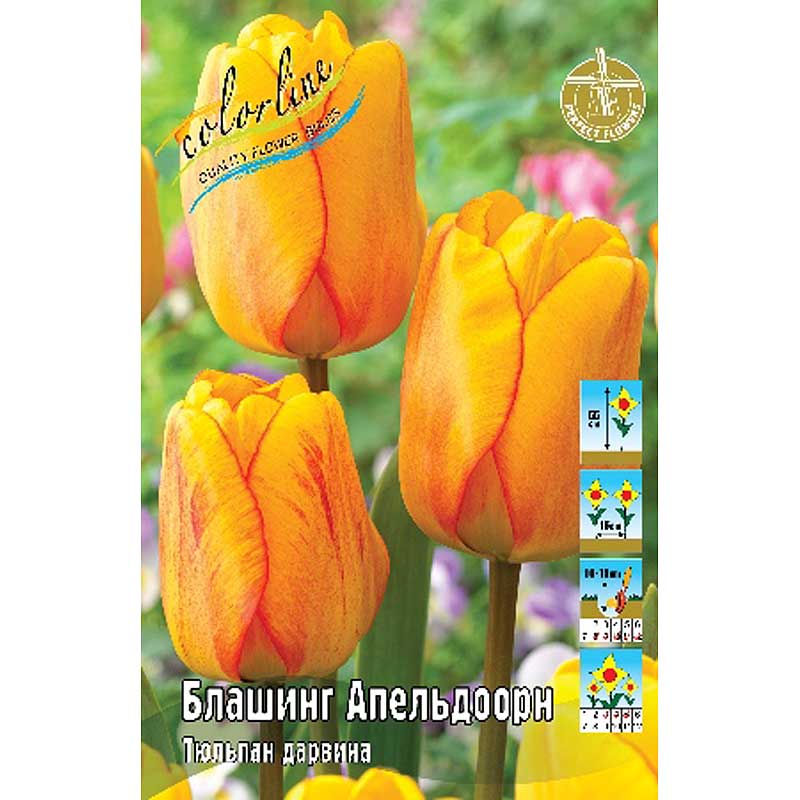 Блашинг апельдорн
