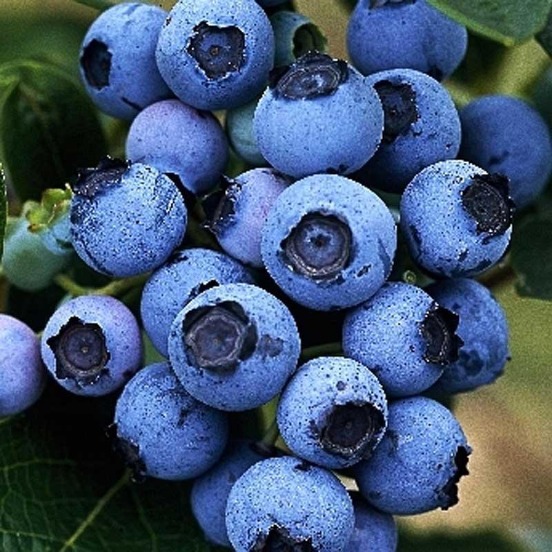 блюджейaewd48zah951xch6gjafyayl71w4kxh8