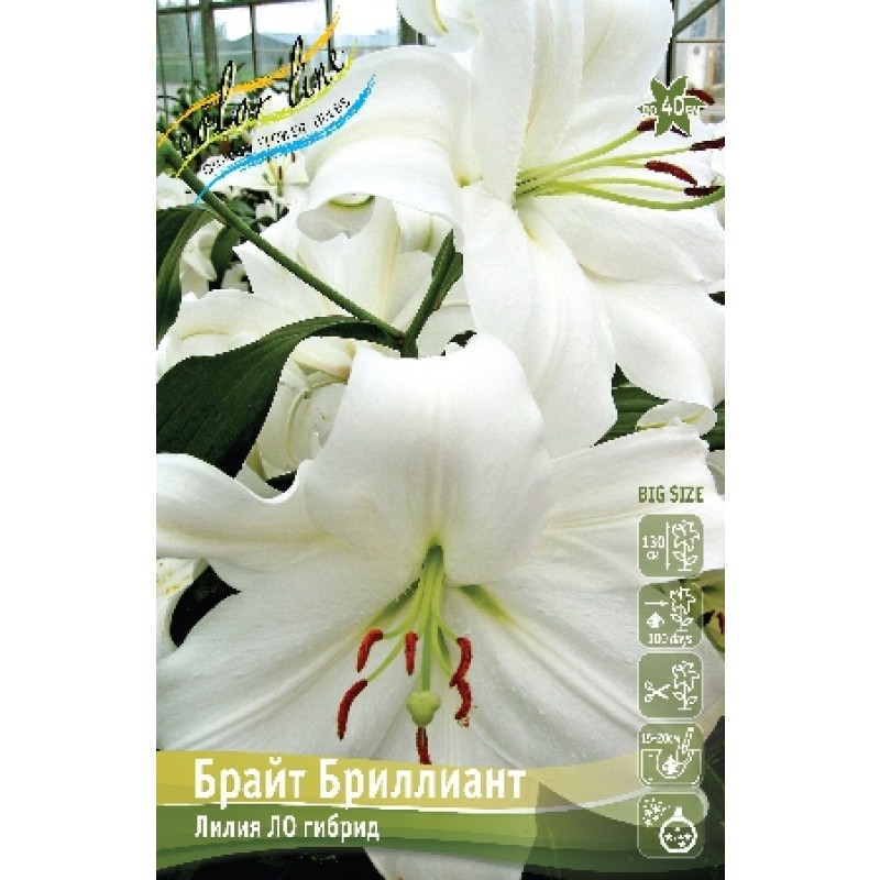Лилии Брайт Бриллиант (ИС) эконом