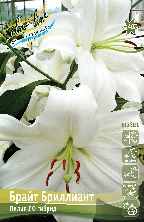 Брайт брилиант
