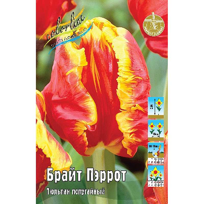 Брайт пэрот