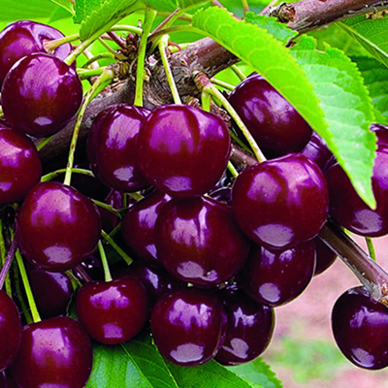 Черешня Овструженка (Поиск) коробка