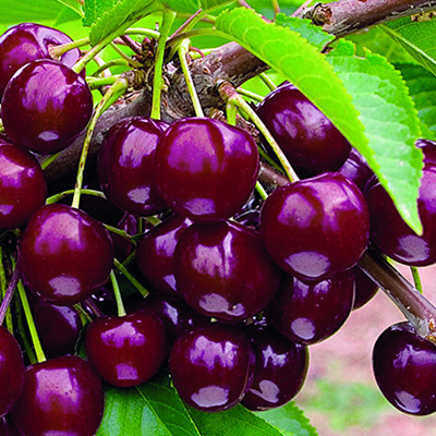 Черешня овструженка