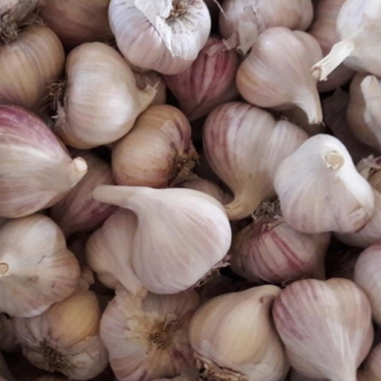 Чеснок озимый Антошка 40-50 (Россия) 5шт/уп