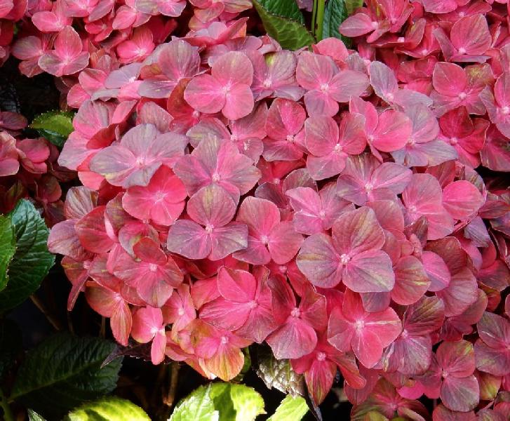 чоколейт e7691665f920aa7