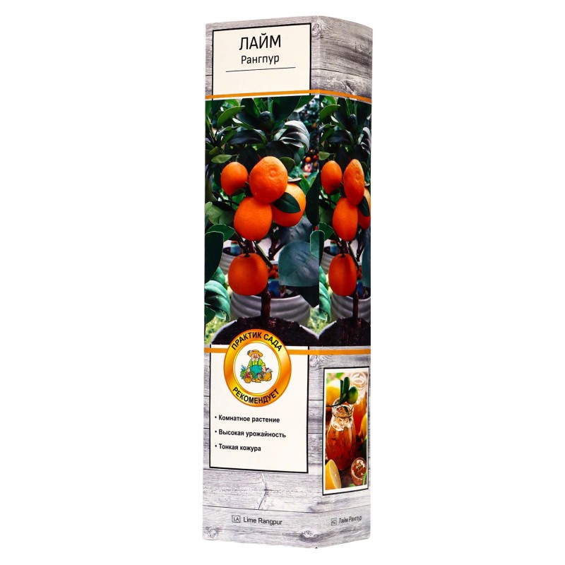 Цитрус Лайм Рангпур (Поиск)