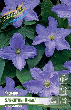 Clematis Blekitny Aniol